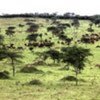 Grasslands hold vast potential to fight climate change