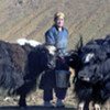 A herder milks yaks in Must, Khovd Province, Mongolia (file)