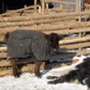 Extreme weather known in Mongolia as a dzud has killed over one million head of livestock