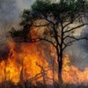 Forest fire started by herdsmen and hunters to create pasture land in Central African Republic