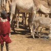 Le Niger est confronté à une grave crise alimentaire.