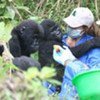 Caregivers help two orphan gorillas in the Democratic Republic of the Congo (DRC)