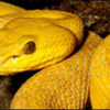 The yellow Cryptelytrops insularis snake