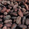 Roasted cocoa beans.