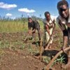 Agricultural investments need to support local smallholders