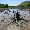 Mangroves Cut in forest