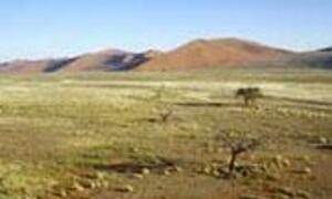 A vast, arid landscape with red dunes and a lone Acacia tree in the distance.