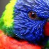 The rainbow lorikeet, one of several birds that can be monitored on the CITES Trade Data Dashboard