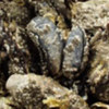 Muscled out: Native species in the Wadden Sea such as the blue mussel (centre) are threatened by the alien arrivals