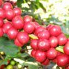 Coffee berries.