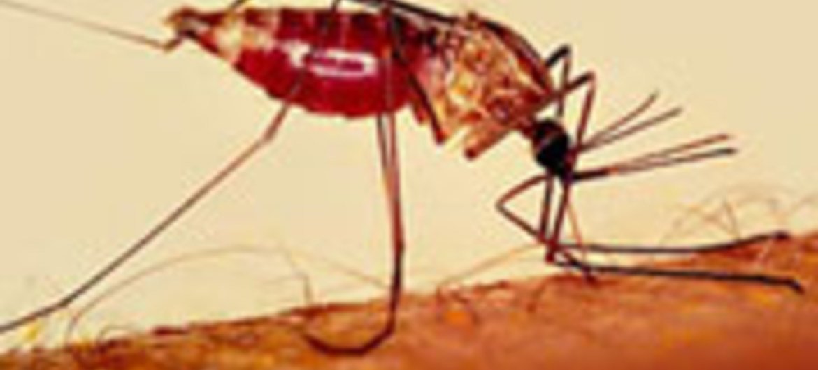 Transmisor del dengue