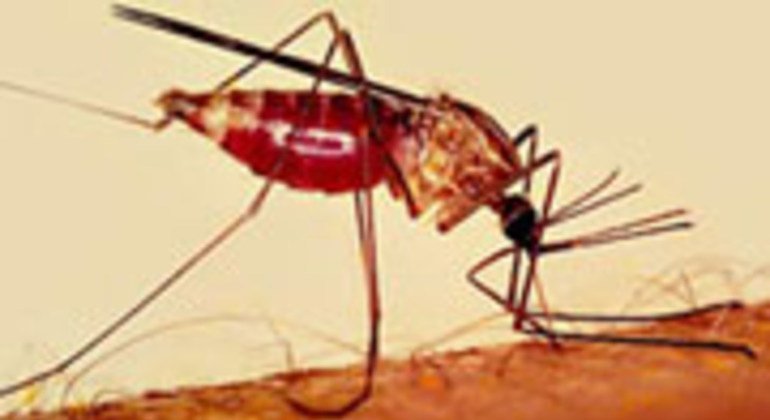 Mosquito Aedes aegytpi, transmissor da dengue 