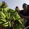 Plaintains for sale at a local market in Haiti.