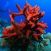 Many of the planet’s natural assets like coral reefs are degrading at an alarming rate