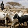 La peste que afecta a cabras y ovejas supone una grave amenaza para los pequeños ganaderos. Foto: FAO/Giulio Napolitano