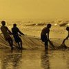 Fishermen from West Bengal and Orissa, India, work together to bring in the sea’s harvest