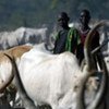 Some 70 per cent of the world’s rural poor rely on livestock as an important component of their livelihoods