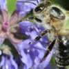 Because of its productivity, the Caucasian bee is used all over the world