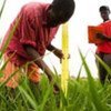 Farmers on a plot in Senegal