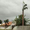 Damaged trees and fences in Queensland, Australia caused by Tropical Cyclone Yasi.