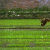 A rice farmer in China uses slurry, the by-product of biogas production, as organic fertilizer