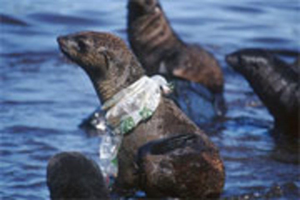 海豹身上的塑料垃圾。