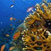 Coral reefs are valuable resources for millions of people worldwide