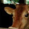 监测和早期发现是控制动物疾病爆发的关键。图片来源：粮农组织