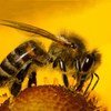 Bees under bombardment: new report shows multiple factors behind pollinator losses