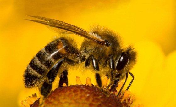 ONU destaca papel das abelhas na segurança alimentar e na saúde de ecossistemas