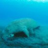 Le dugong est menacé d'extinction.