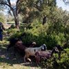 Les forêts de Dar Fatma, dans le nord de la Tunisie.