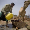 A herder pours water for his camels at a water catchment point in Harshin district, Ethiopia, which is affected by drought.