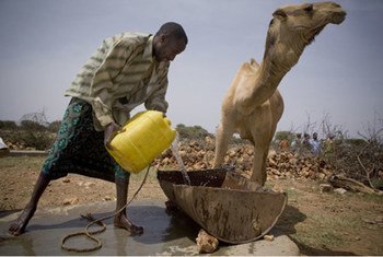 A herder pours water for his camels at a water catchment point in Harshin district, Ethiopia, which is affected by drought.