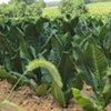 Tobacco crop