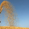 Winnowing rice in Tajikistan in Central Asia