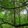 Primary forests account for 36 per cent of forest area