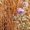 Silverleaf nightshade in a wheat field