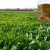 UNDP irrigation support has this farm in Arabaat, Sudan in full bloom