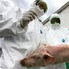 Swine fever prevention drill in the Republic of Tatarstan