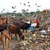 Rubbish heap with people and animals