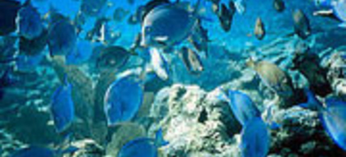 A barreira de corais de Belize estava na Lista de Patrimônio Mundial em Perigo desde 2009.