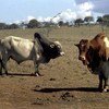 Un élevage de zébus au Kenya.