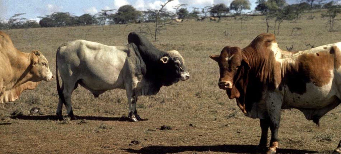 Zebu cattle on a breeding farm in Kenya