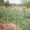 The European Union allocated €2.5 million to FAO for agricultural rehabilitation in Togo