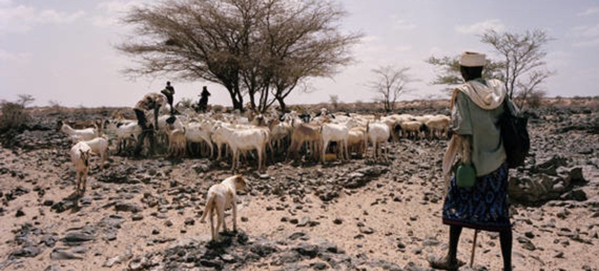 The drought has taken a serious toll on livestock in the Horn of Africa.