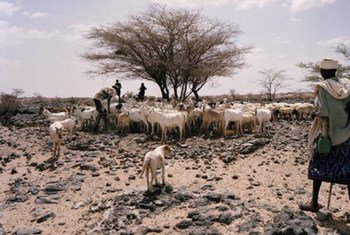 La Corne de l'Afrique est régulièrement frappée par des périodes de sécheresse.