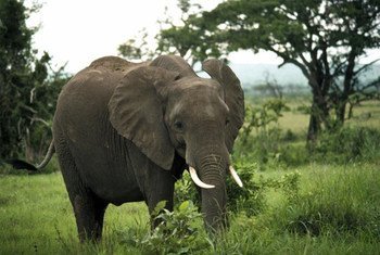 Un éléphant dans le Parc national de Mikumi, en Tanzanie.