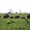 Protected from external dangers, an elephant family roam peacefully in the Mikumi National Park in Tanzania.