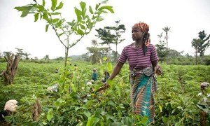 Une femme dans un champ de manioc, au Libéria.
